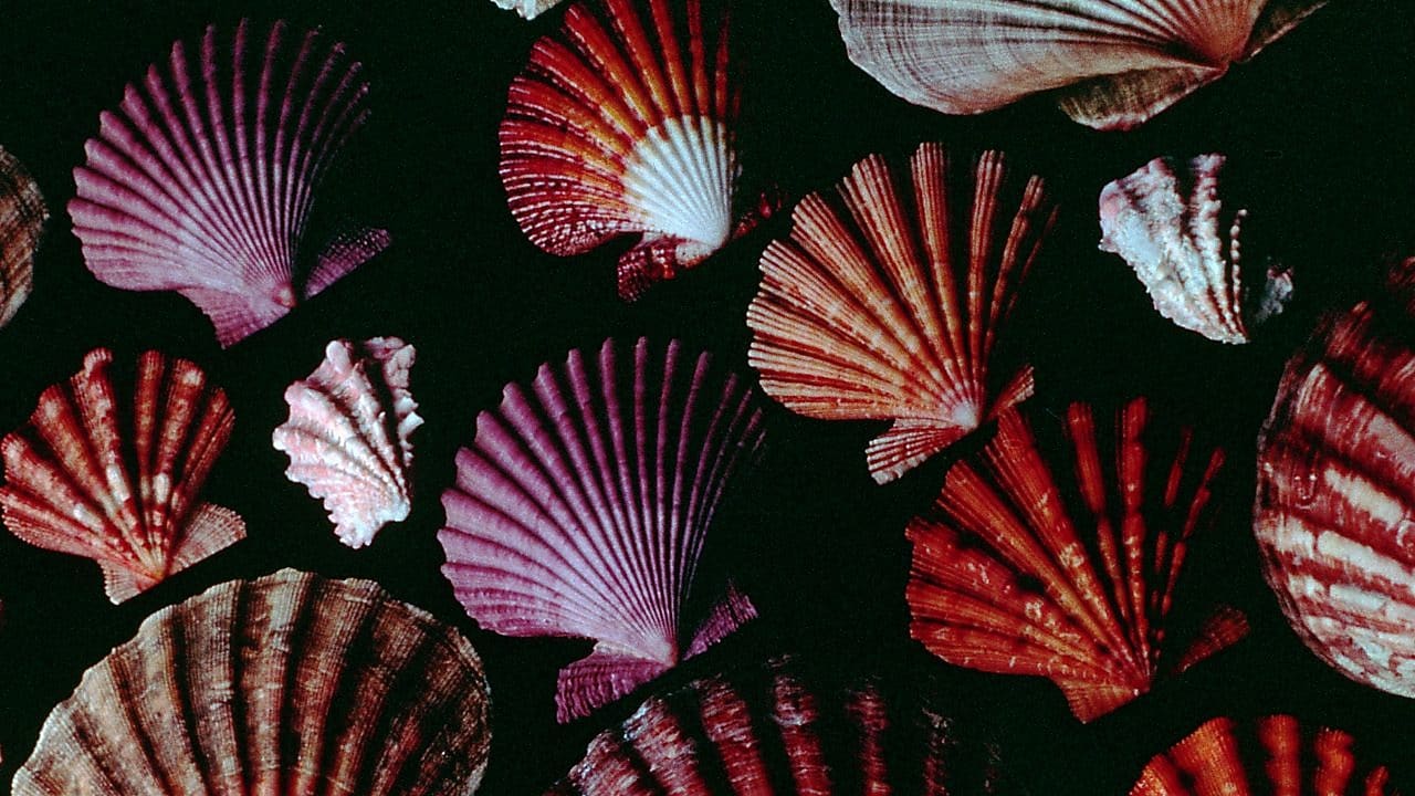 Collection of scallop shells where Shell's famous Pecten shape came from