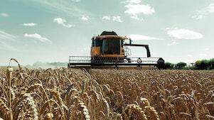 Yellow combine harvester in a wheat field