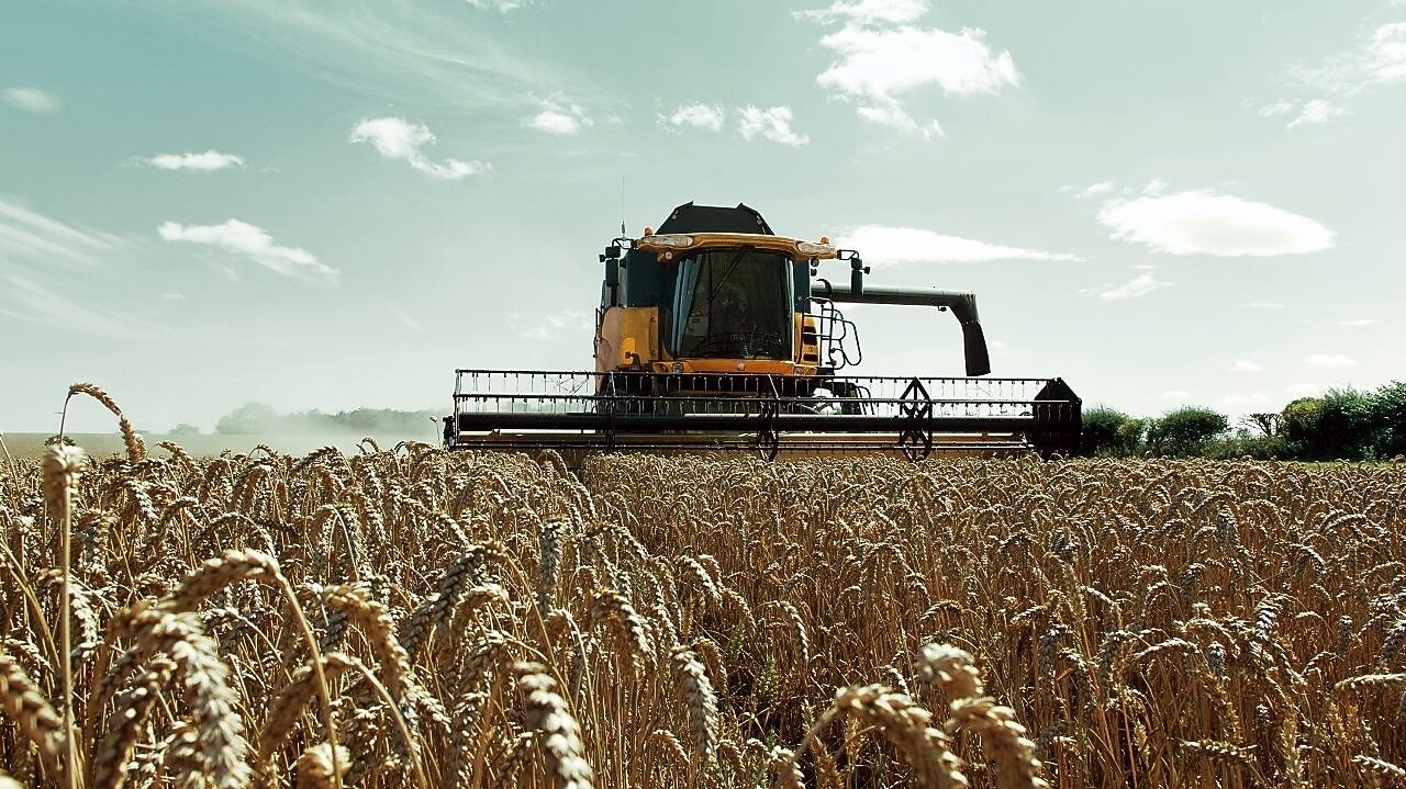 Yellow combine harvester in a wheat field